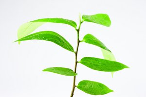 业务创新